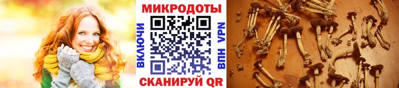 Псилоцибиновые грибы Cubensis  Приозерск 